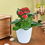 Bright Kalanchoe Plant In Pot