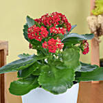 Bright Kalanchoe Plant In Pot