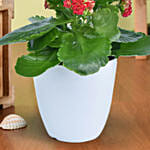 Bright Kalanchoe Plant In Pot