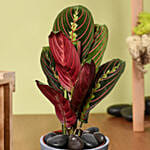 Calathea Plant In Grey Pot