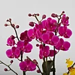 Phalenopsis and Gerberas Beauty Arrangement