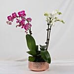 Dual Orchid Plants In Golden Pot