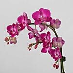 Dual Orchid Plants In Golden Pot