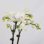 Dual Orchid Plants In Golden Pot