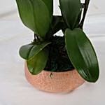 Dual Orchid Plants In Golden Pot