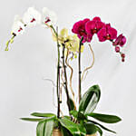 Multicolor Orchid Plants In Golden Pot