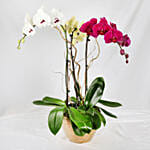 Multicolor Orchid Plants In Golden Pot