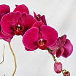 Multicolor Orchid Plants In Golden Pot