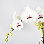 Multicolor Orchid Plants In Golden Pot