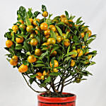 Orange Tree Pot
