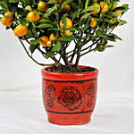 Orange Tree Pot