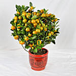 Orange Tree Pot