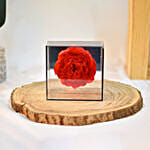 Red Soap Peony with Black Transparent Box