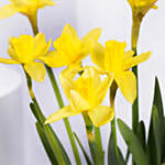 Daffodils Flower Arrangement for Birthday