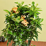 Beautiful Ixora Flower Plant In Ceramic Pot