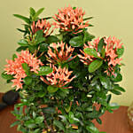 Beautiful Ixora Flower Plant In Ceramic Pot