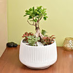 Bonsai & Fittonia Plant In Platter Planter