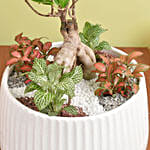 Bonsai & Fittonia Plant In Platter Planter