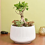 Bonsai & Fittonia Plant In Platter Planter