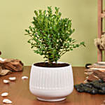Boxwood Plant Small