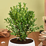 Boxwood Plant Small