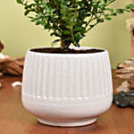 Boxwood Plant Small