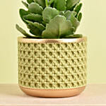 Pink Kalanchoe In Ceramic Pot