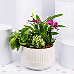 Plants Garden with Mini Orchid Plant