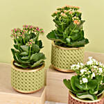 Set of 4 Kalanchoe Plants