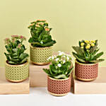 Set of 4 Kalanchoe Plants