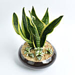 Snake Plant and Fittonia Dish