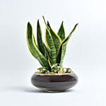 Snake Plant and Fittonia Dish