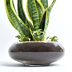 Snake Plant and Fittonia Dish