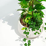 Tall Money Plant and Hedera Helix In Premium Planter