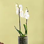White Beauty Orchid