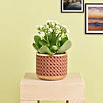 White Kalanchoe In Ceramic Pot