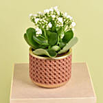 White Kalanchoe In Ceramic Pot