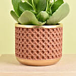 White Kalanchoe In Ceramic Pot