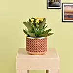 Yellow Kalanchoe In Ceramic Pot