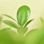 Bonsai Plant In a Green Pot