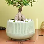 Bonsai Plant In a Green Pot