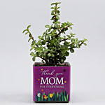 Jade Plant In Thank You Mom Square Glass Vase