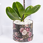 Orchid Plant In Vase