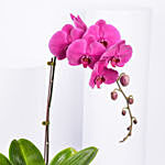 Orchid Plant In Vase