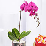 Purple Orchid Plant with Cake