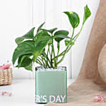 Money Plant In Square Glass Vase