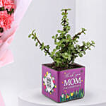 Mothers Day Carnation Flowers with Jade Plant