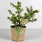 Classic Jade Plant for Fathers Day