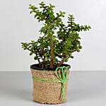 Classic Jade Plant for Fathers Day