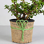 Classic Jade Plant for Fathers Day